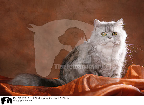 sitzende Perserkatze / sitting persian cat / RR-17918