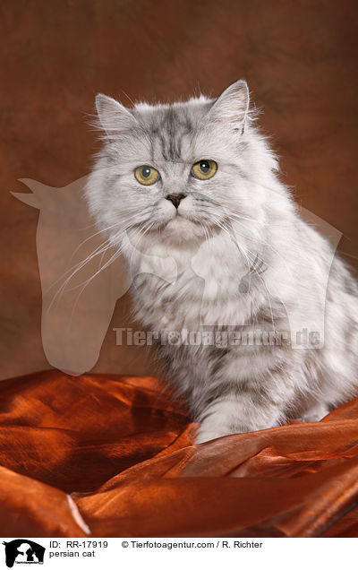 Perserkatze / persian cat / RR-17919