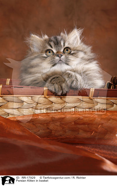 Perser Ktzchen im Krbchen / Persian Kitten in basket / RR-17929