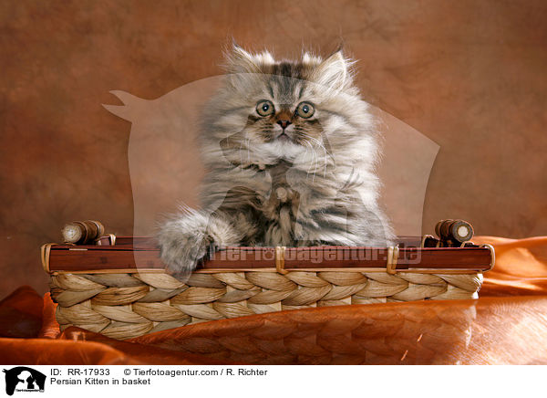 Perser Ktzchen im Krbchen / Persian Kitten in basket / RR-17933