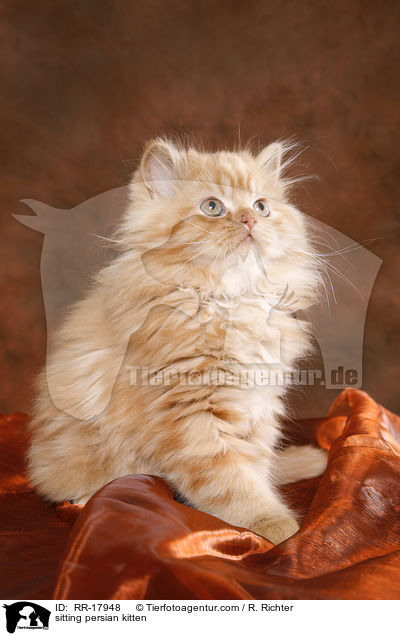 sitzendes Perser Ktzchen / sitting persian kitten / RR-17948