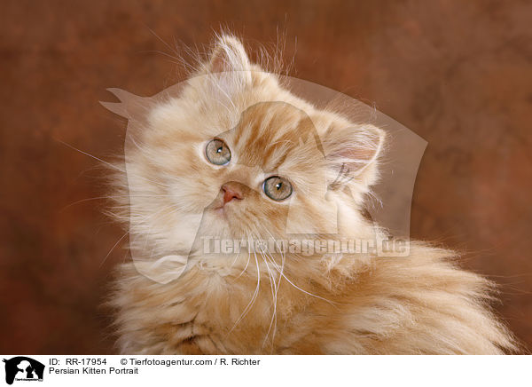 Perser Ktzchen Portrait / Persian Kitten Portrait / RR-17954
