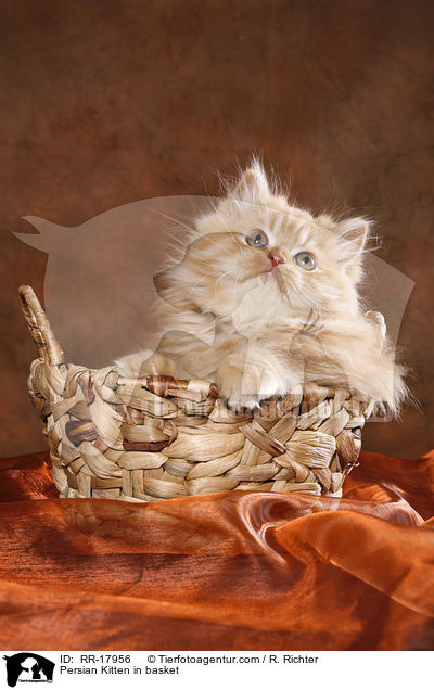 Perser Ktzchen im Krbchen / Persian Kitten in basket / RR-17956