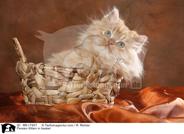 Perser Ktzchen im Krbchen / Persian Kitten in basket / RR-17957