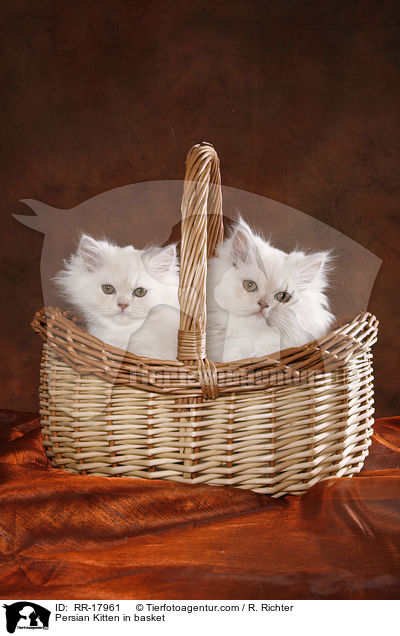 Perser Ktzchen im Krbchen / Persian Kitten in basket / RR-17961