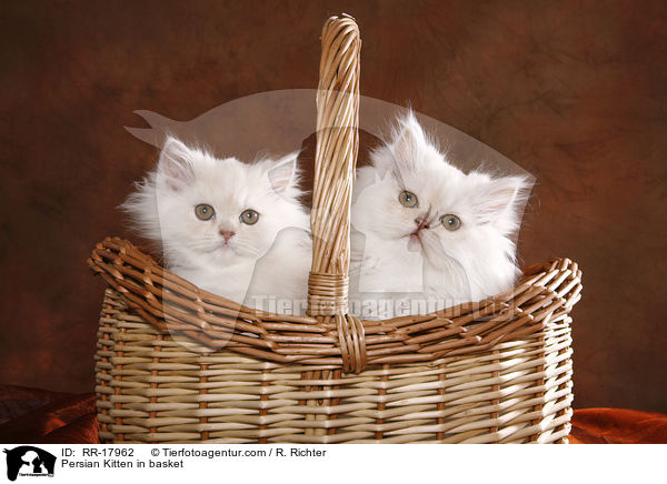 Perser Ktzchen im Krbchen / Persian Kitten in basket / RR-17962