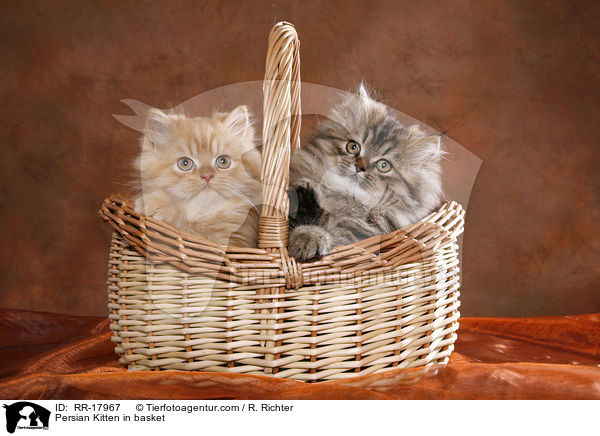 Perser Ktzchen im Krbchen / Persian Kitten in basket / RR-17967