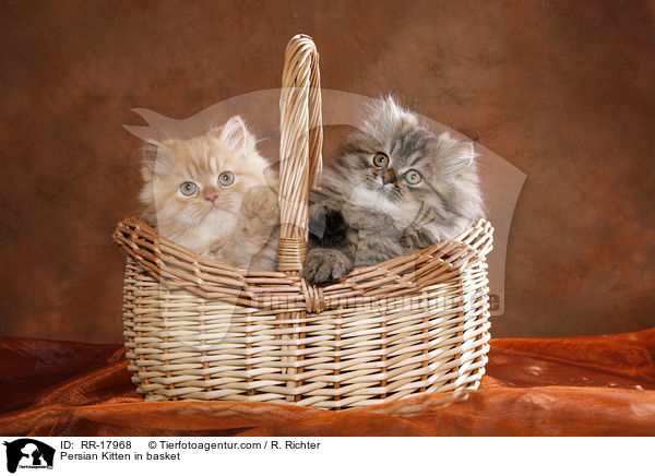 Perser Ktzchen im Krbchen / Persian Kitten in basket / RR-17968