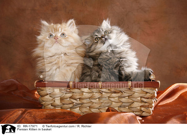 Perser Ktzchen im Krbchen / Persian Kitten in basket / RR-17971