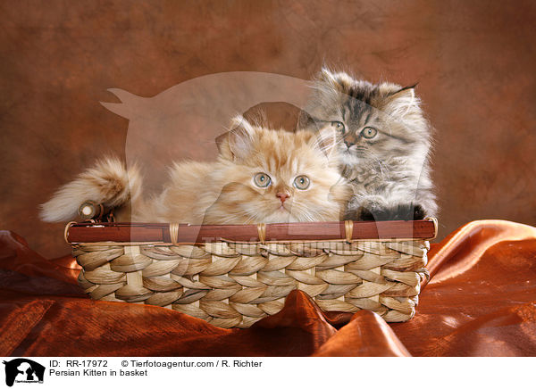 Perser Ktzchen im Krbchen / Persian Kitten in basket / RR-17972