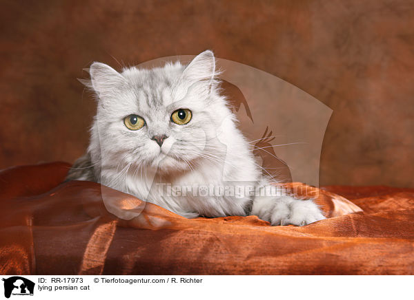 liegende Perserkatze / lying persian cat / RR-17973