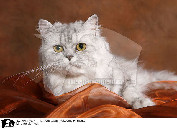 liegende Perserkatze / lying persian cat / RR-17974