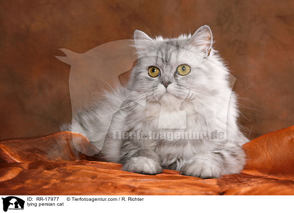 liegende Perserkatze / lying persian cat / RR-17977