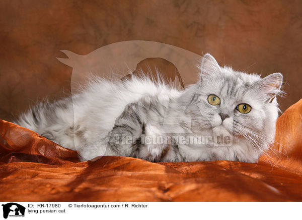 liegende Perserkatze / lying persian cat / RR-17980