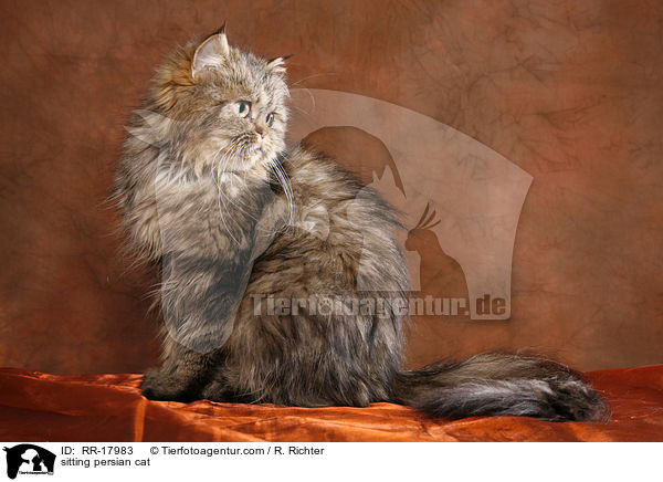 sitzender Perserkatze / sitting persian cat / RR-17983