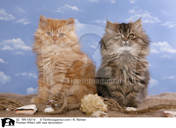Perser Ktzchen mit Meeresdeko / Persian Kitten with sea decoration / RR-18019