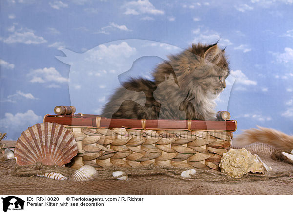Perser Ktzchen mit Meeresdeko / Persian Kitten with sea decoration / RR-18020