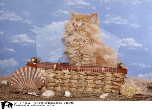Perser Ktzchen mit Meeresdeko / Persian Kitten with sea decoration / RR-18022
