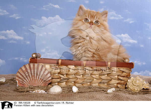 Perser Ktzchen mit Meeresdeko / Persian Kitten with sea decoration / RR-18026