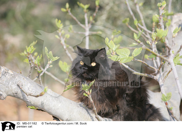 persian cat / MS-01182
