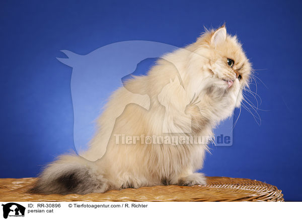 golden chinchilla Perser / persian cat / RR-30896