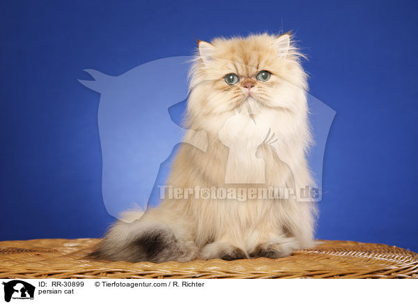 persian cat / RR-30899