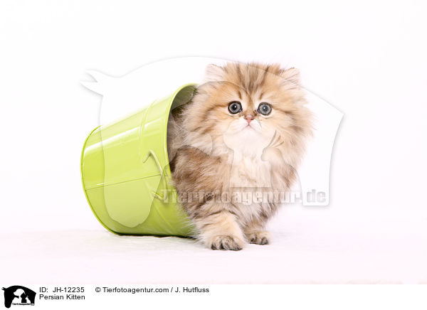 Persian Kitten / JH-12235