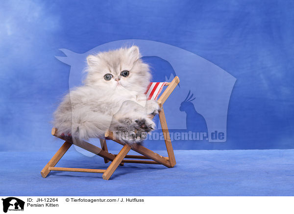 Perser Ktzchen / Persian Kitten / JH-12264