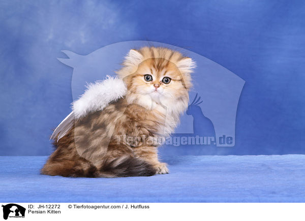 Perser Ktzchen / Persian Kitten / JH-12272