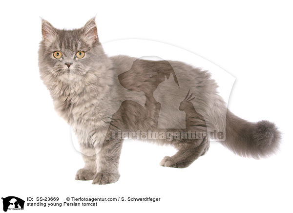 standing young Persian tomcat / SS-23669