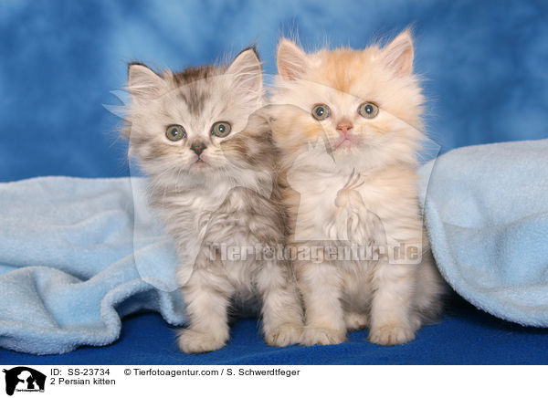 2 Perser Ktzchen / 2 Persian kitten / SS-23734