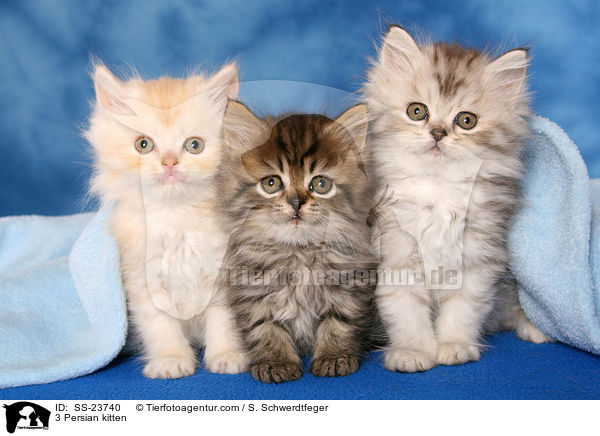 3 Perser Ktzchen / 3 Persian kitten / SS-23740