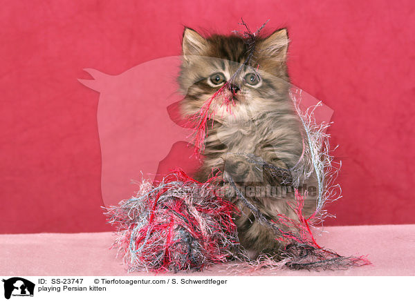 spielendes Perser Ktzchen / playing Persian kitten / SS-23747