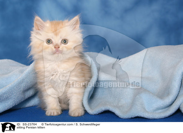 sitzendes Perser Ktzchen / sitting Persian kitten / SS-23764