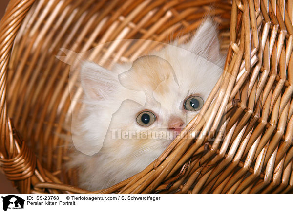 Perser Ktzchen Portrait / Persian kitten Portrait / SS-23768