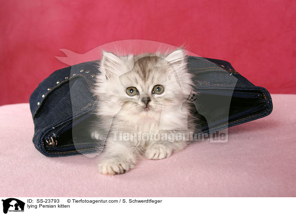 liegendes Perser Ktzchen / lying Persian kitten / SS-23793