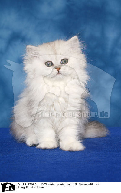 sitzendes Perser Ktzchen / sitting Persian kitten / SS-27089