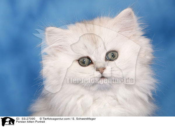 Perser Ktzchen Portrait / Persian kitten Portrait / SS-27090