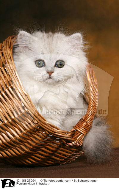 Perser Ktzchen in Krbchen / Persian kitten in basket / SS-27094