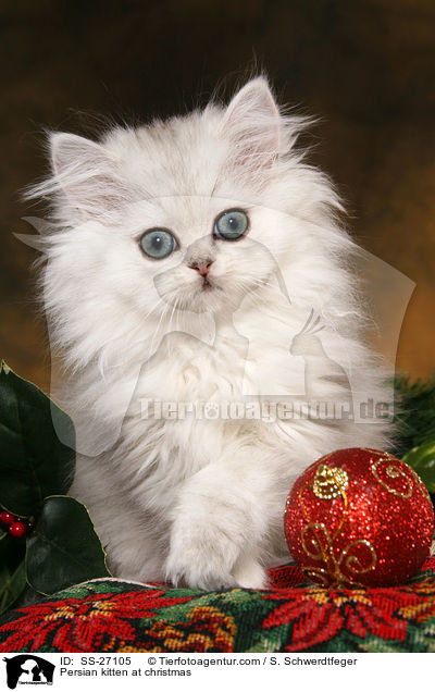 Perser Ktzchen zu Weihnachten / Persian kitten at christmas / SS-27105