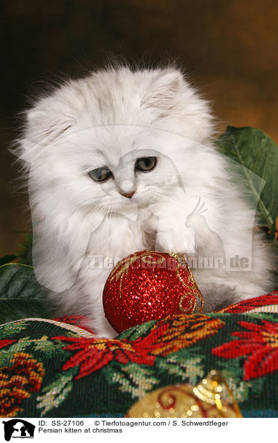 Perser Ktzchen zu Weihnachten / Persian kitten at christmas / SS-27106