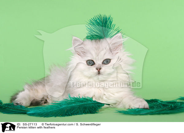 Perser Ktzchen mit Federn / Persian kitten with feathers / SS-27113