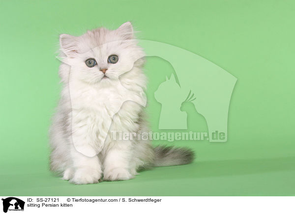 sitzendes Perser Ktzchen / sitting Persian kitten / SS-27121