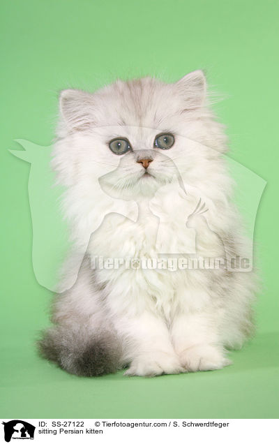 sitzendes Perser Ktzchen / sitting Persian kitten / SS-27122