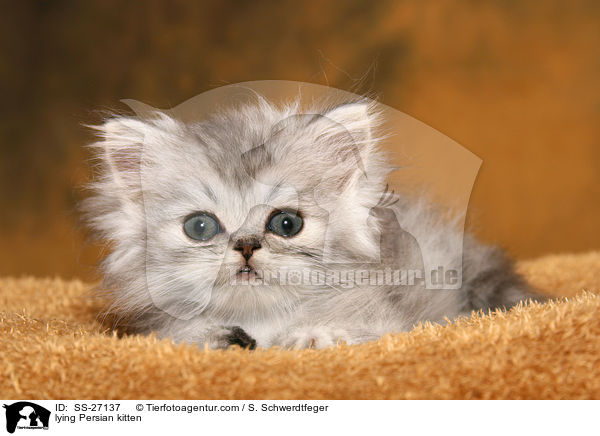 liegendes Perser Ktzchen / lying Persian kitten / SS-27137