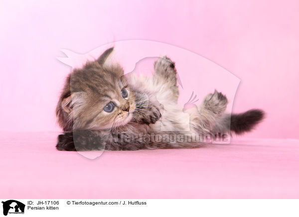 Perser Ktzchen / Persian kitten / JH-17106