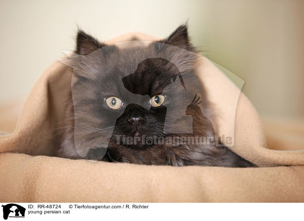 junge Perser / young persian cat / RR-48724