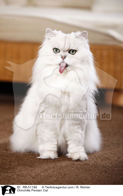 Chinchilla Perser / Chinchilla Persian Cat / RR-51186