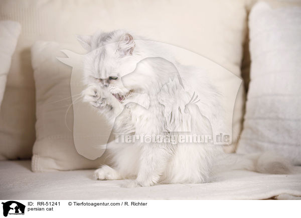 shaded-silver Perser / persian cat / RR-51241