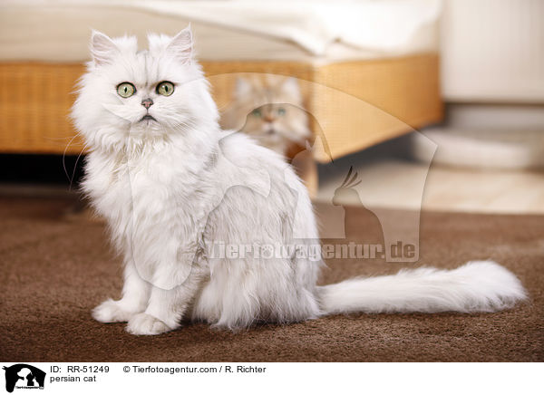 shaded-silver Perser / persian cat / RR-51249